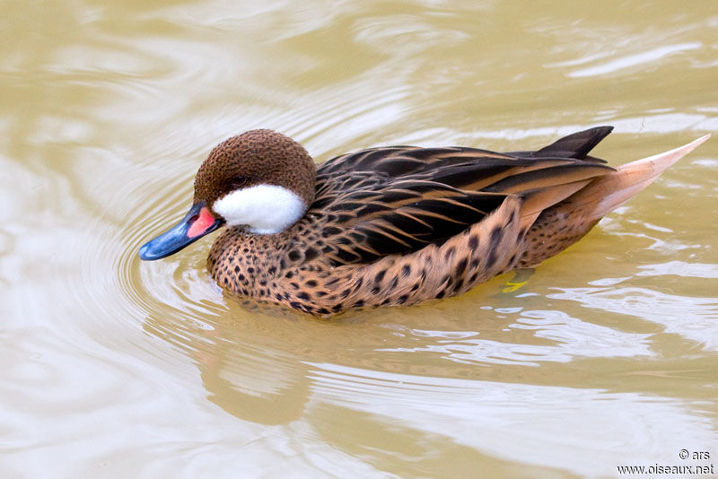 Canard des Bahamas, identification