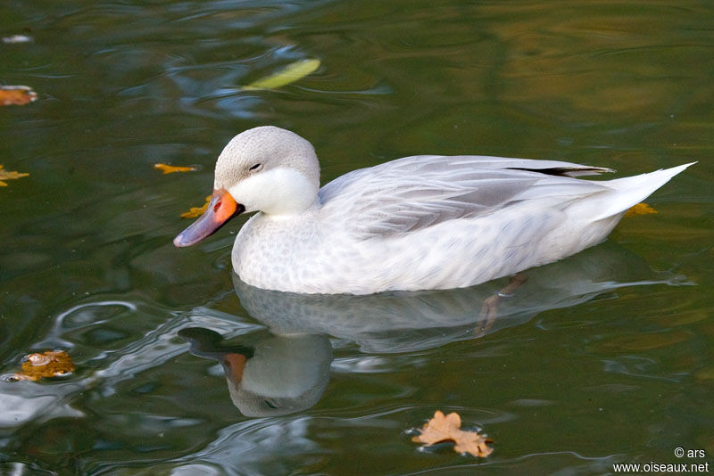 Canard des Bahamas, identification