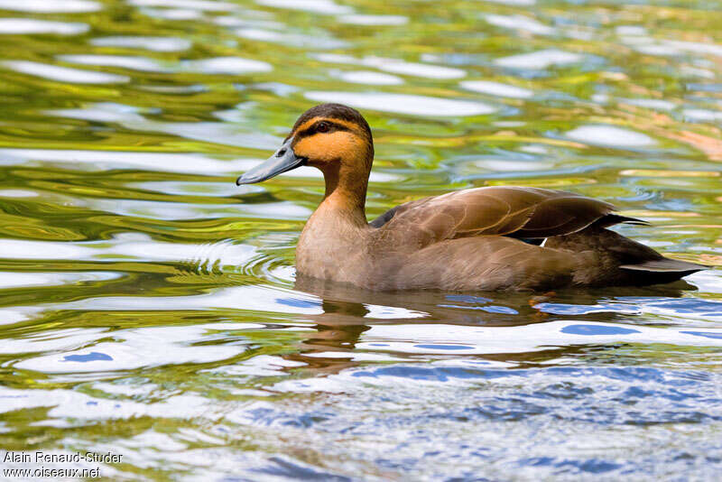 Philippine Duckadult, pigmentation