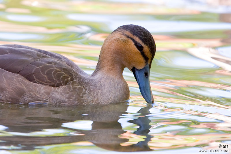 Philippine Duck, identification