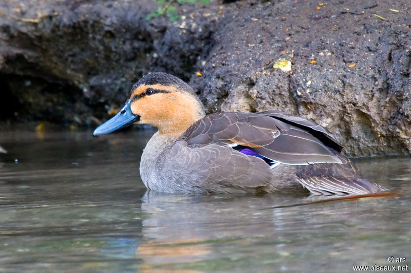 Canard des Philippines, identification