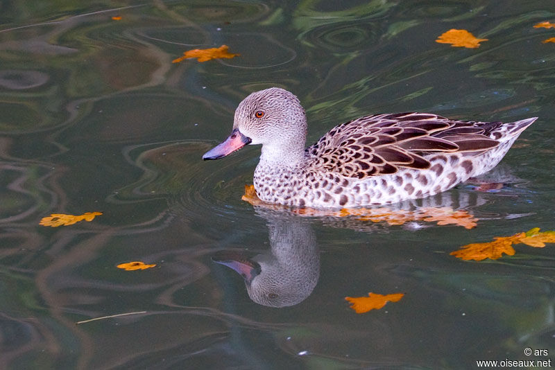 Cape Teal, identification