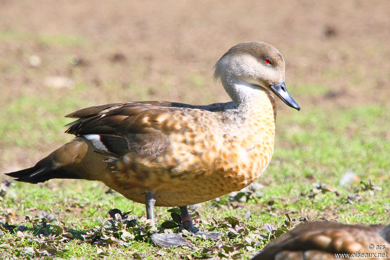 Crested Duck, identification