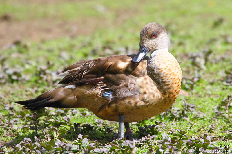 Canard huppé, identification