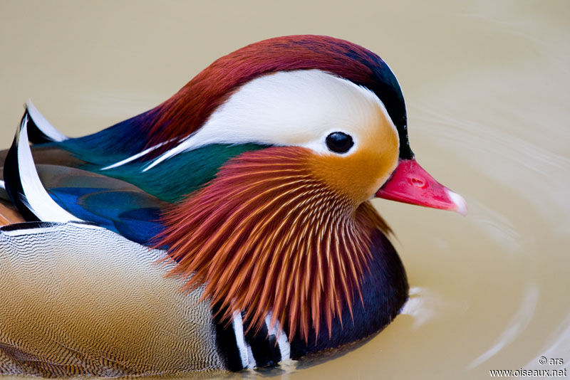 Canard mandarin mâle adulte, identification