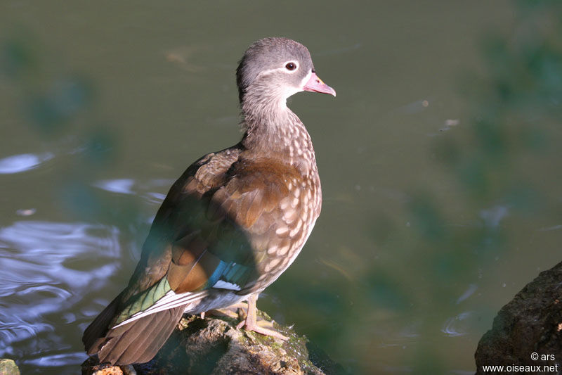 Canard mandarin mâle adulte internuptial, identification