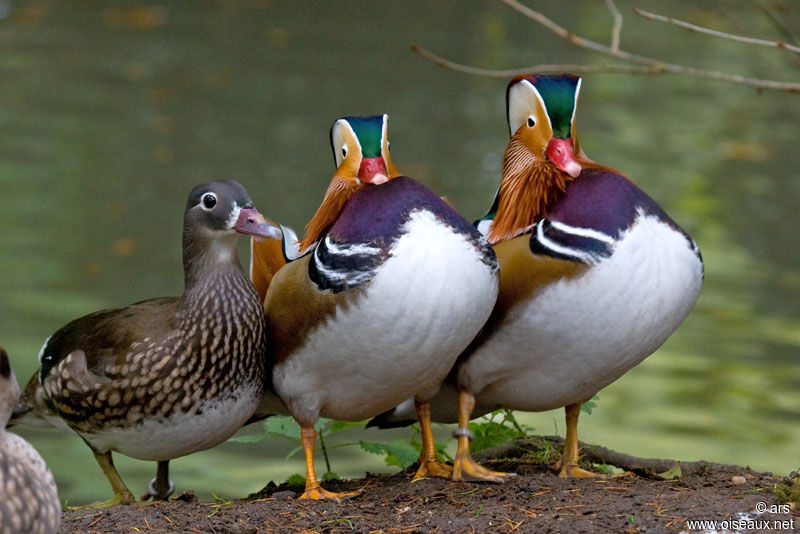 Canard mandarin mâle adulte, identification