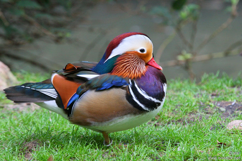 Canard mandarin mâle adulte, identification