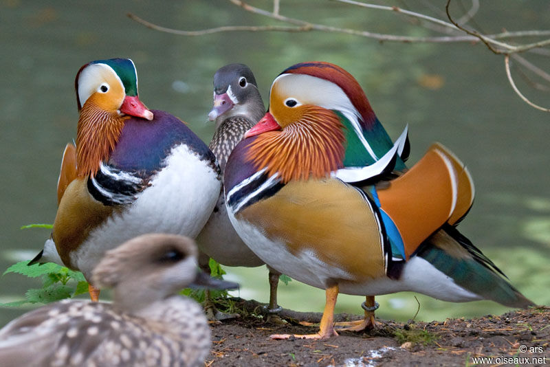 Canard mandarin mâle adulte, identification