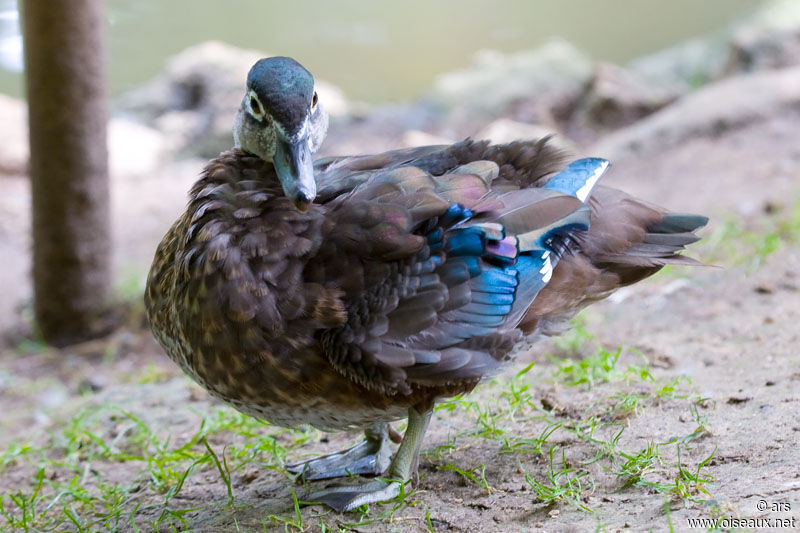 Canard mandarin femelle adulte, identification