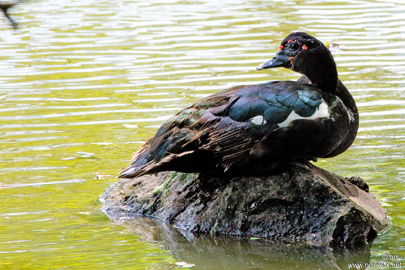 Canard musqué, identification