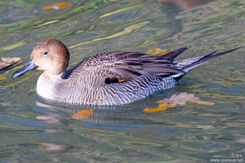 Northern Pintail female adult, identification