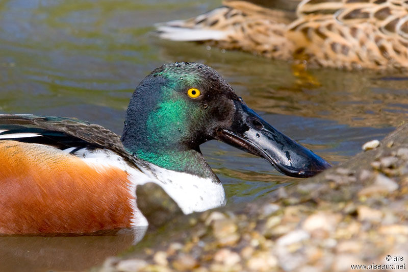 Canard souchet mâle adulte, identification