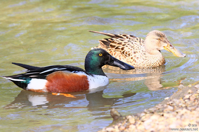 Northern Shoveler adult, identification