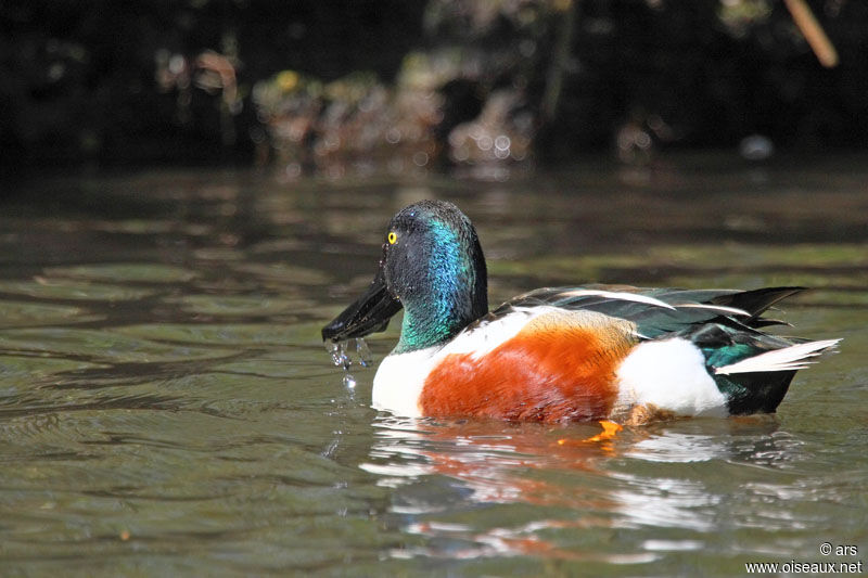 Canard souchet mâle adulte, identification