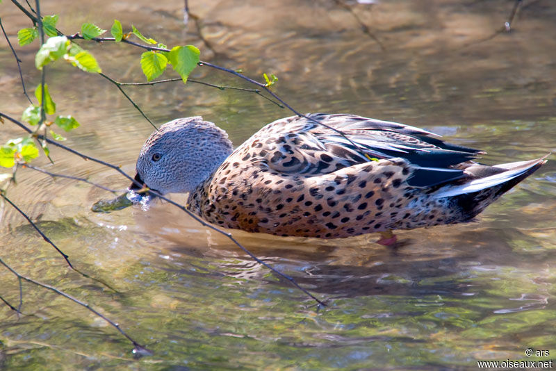 Red Shoveler, identification