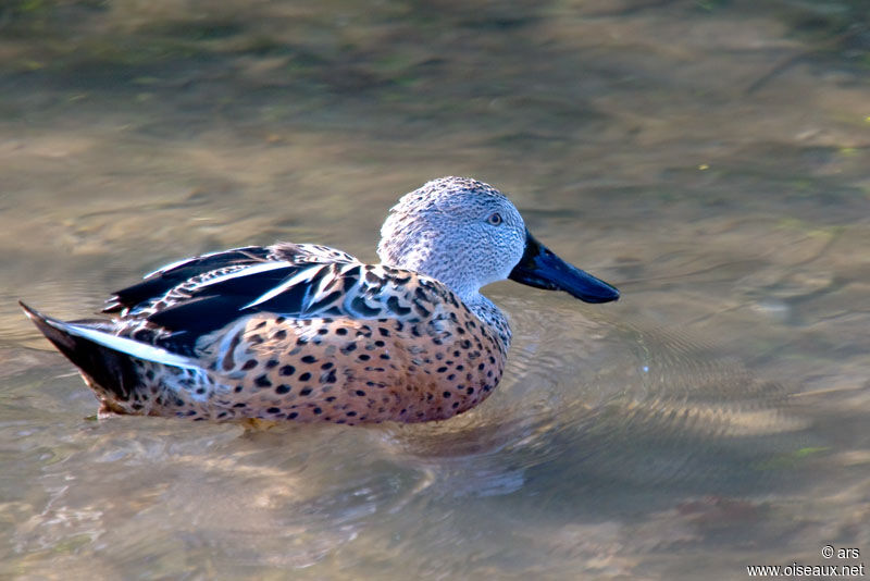 Red Shoveler, identification