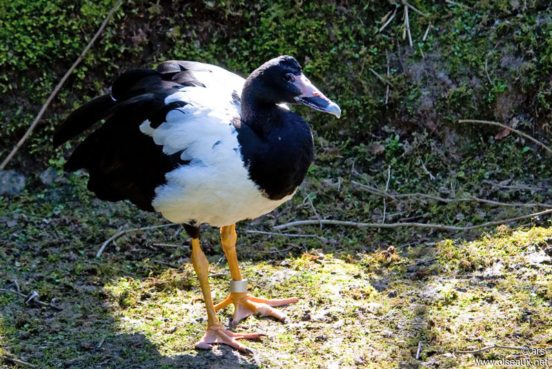 Canaroie semipalmée mâle adulte, identification