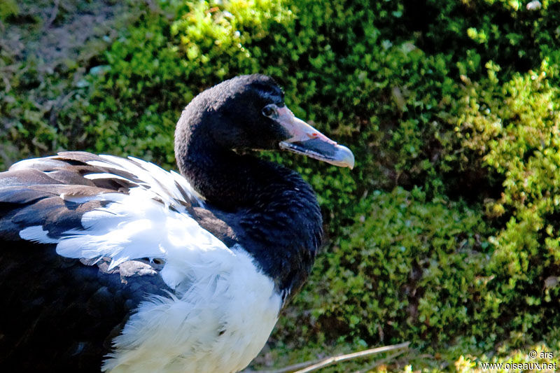 Magpie Goose male adult, identification