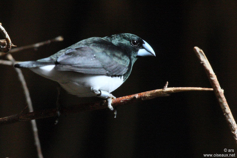 Black-and-white Mannikin, identification