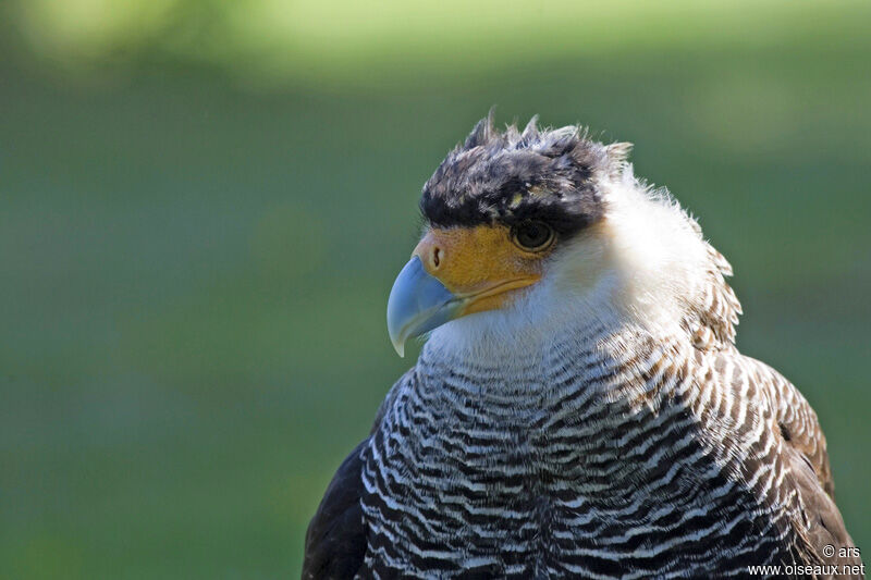 Caracara du Nord, identification