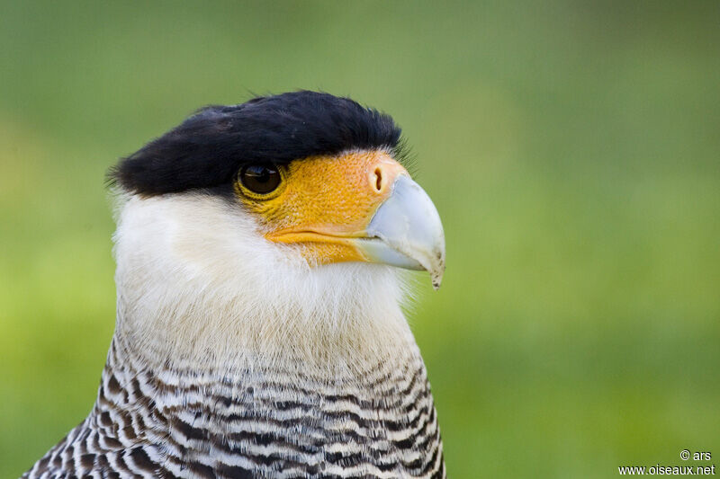 Caracara du Nord, identification