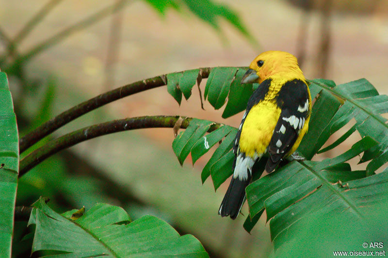 Golden Grosbeak, identification