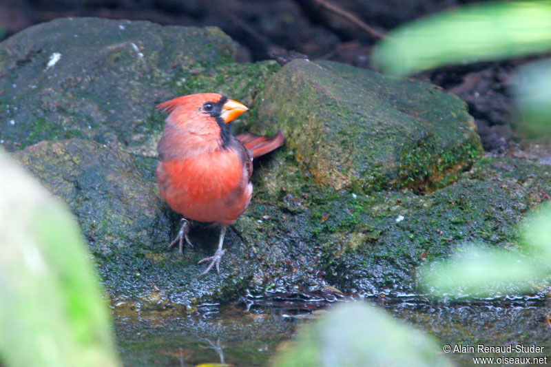 Cardinal rouge, identification