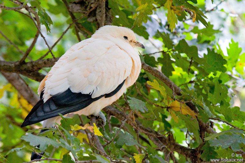 Pied Imperial Pigeon, identification