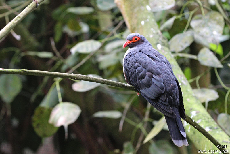 Papuan Mountain Pigeon, identification