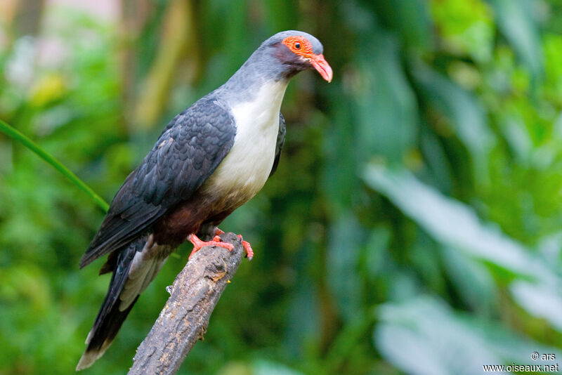 Papuan Mountain Pigeon, identification