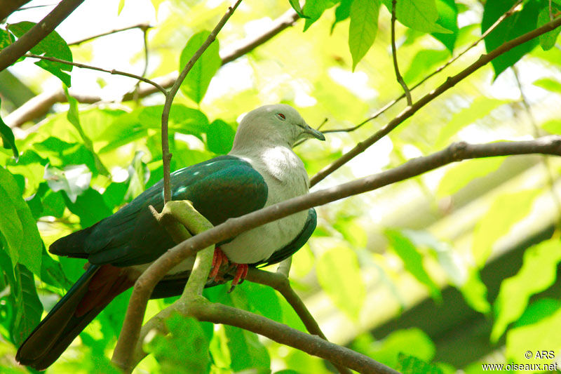 Green Imperial Pigeon, identification