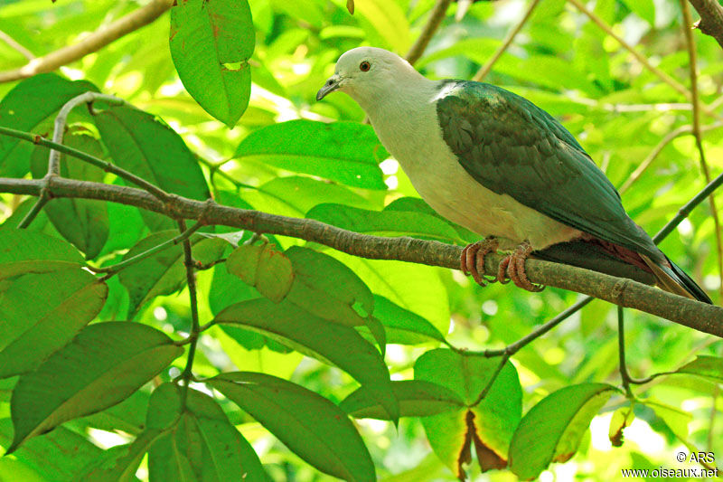 Green Imperial Pigeon, identification