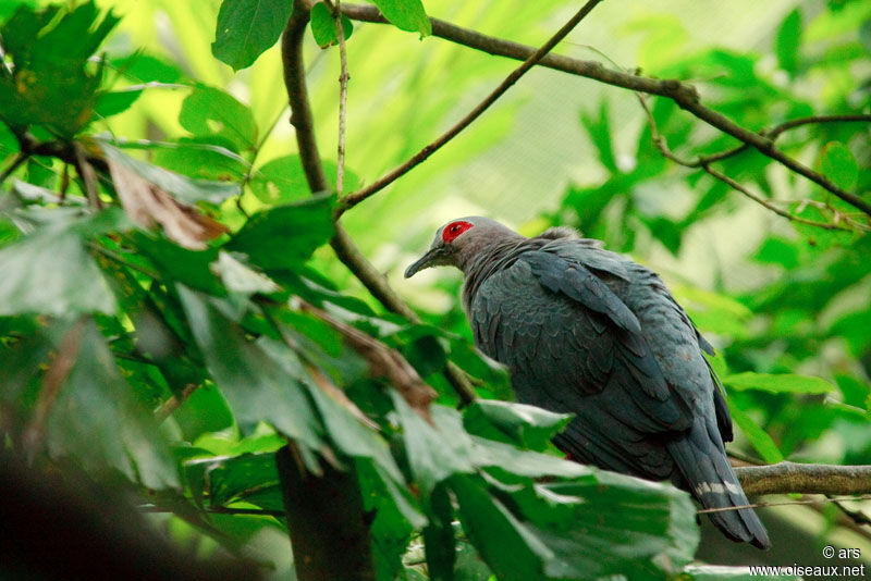 Pinon's Imperial Pigeon, identification