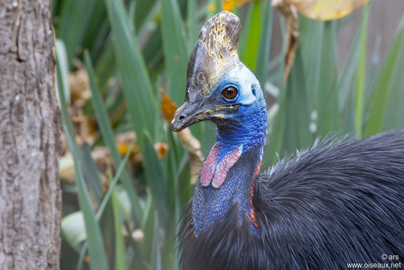 Casoar à casque, identification