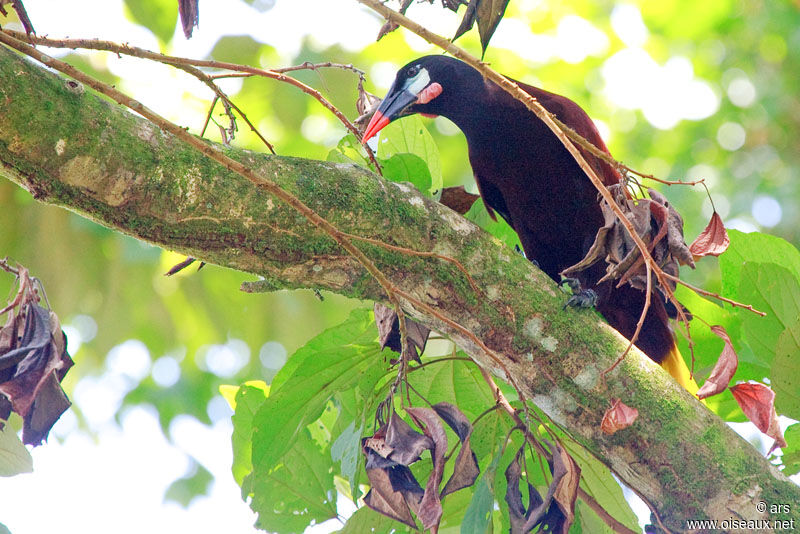 Montezuma Oropendola, identification