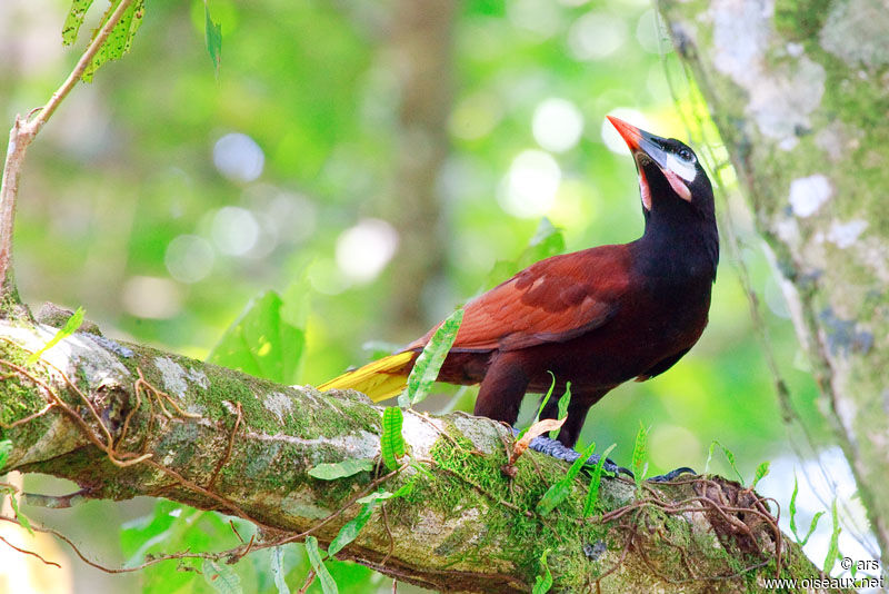 Montezuma Oropendola, identification