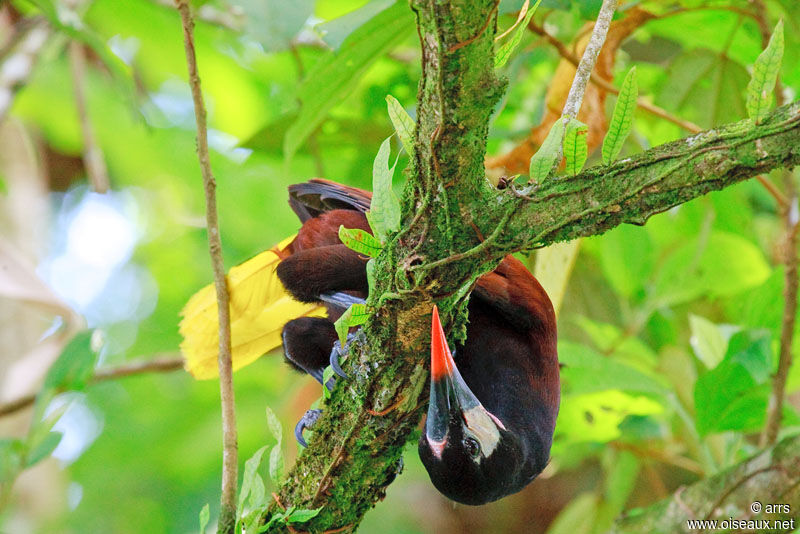 Montezuma Oropendola, Behaviour