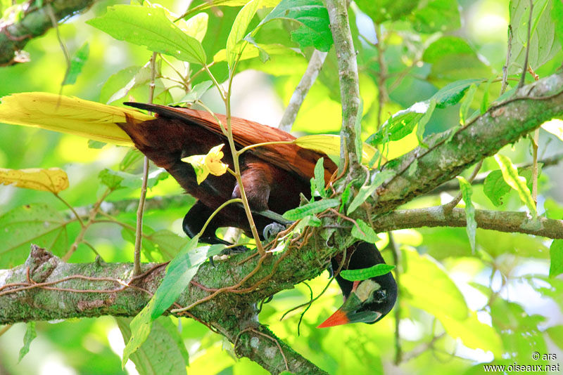 Montezuma Oropendola, Behaviour