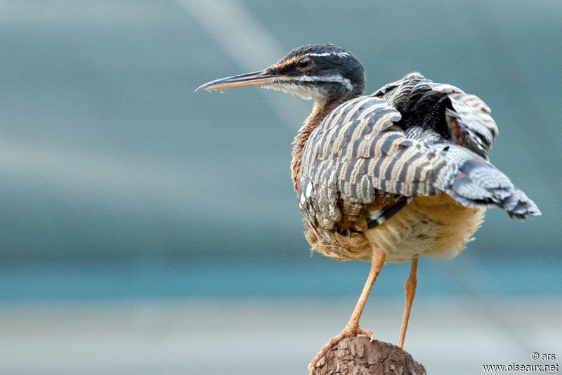 Sunbittern, identification