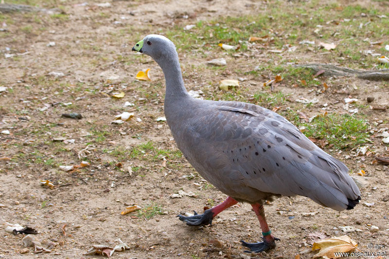 Céréopse cendré, identification