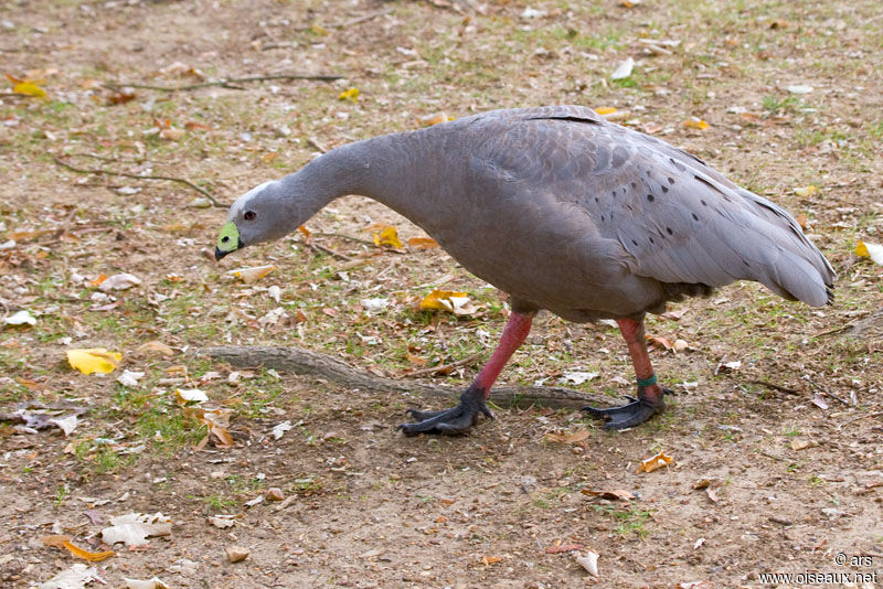 Céréopse cendré, identification