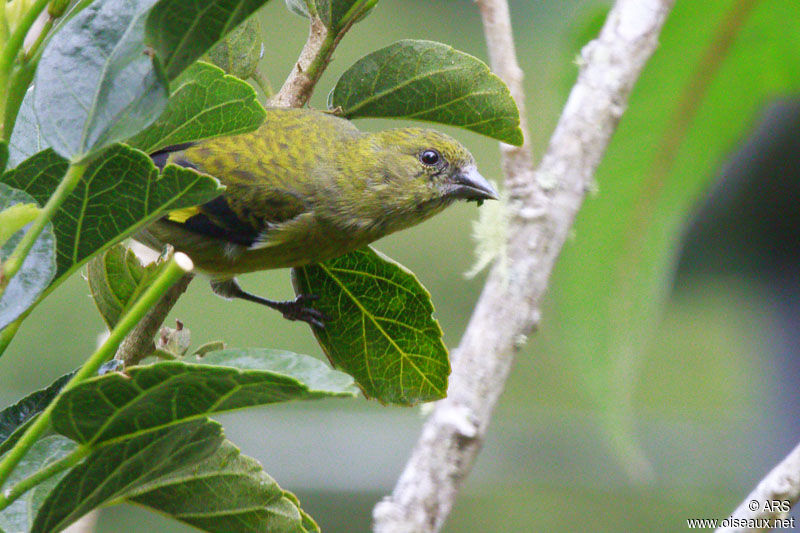 Chardonneret à ventre jaune femelle, identification