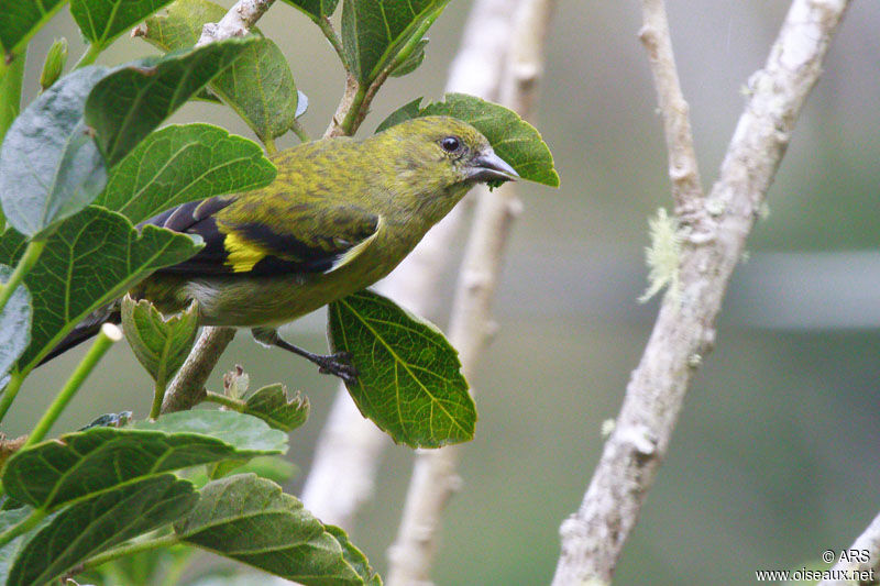 Chardonneret à ventre jaune femelle, identification