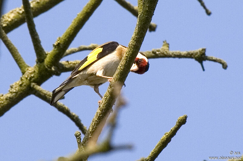 Chardonneret élégant, identification