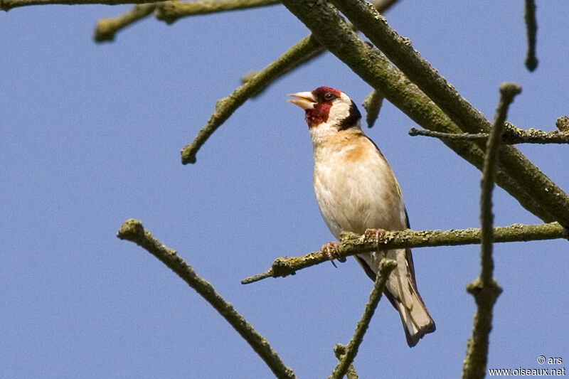 Chardonneret élégant, identification