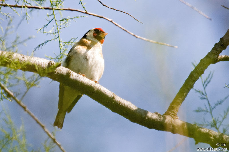 Chardonneret élégant, identification