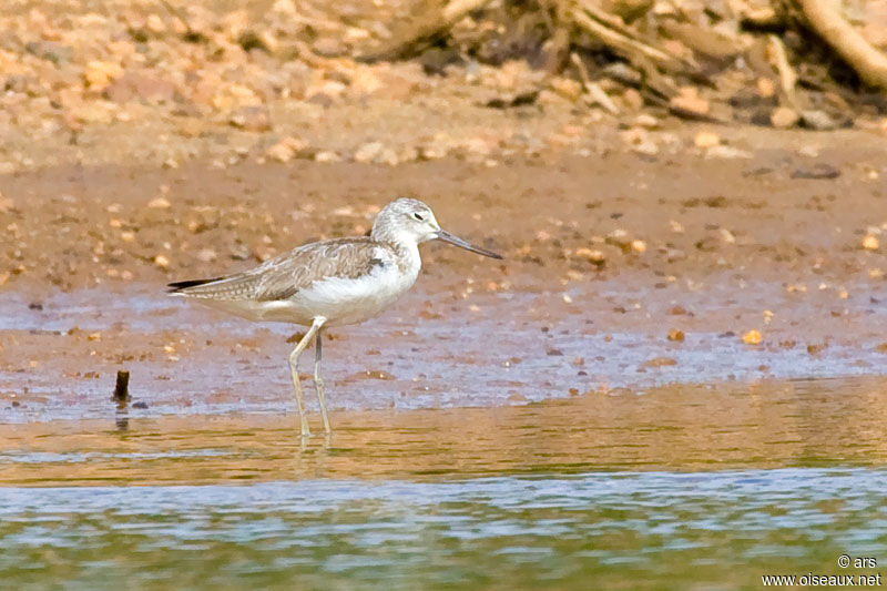 Common Greenshank, identification