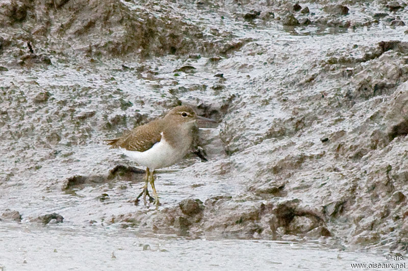 Chevalier grivelé, identification