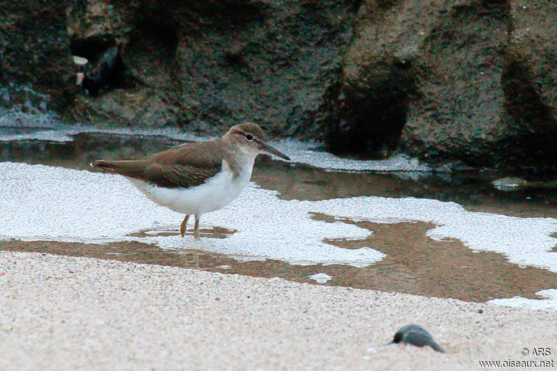 Chevalier grivelé, identification